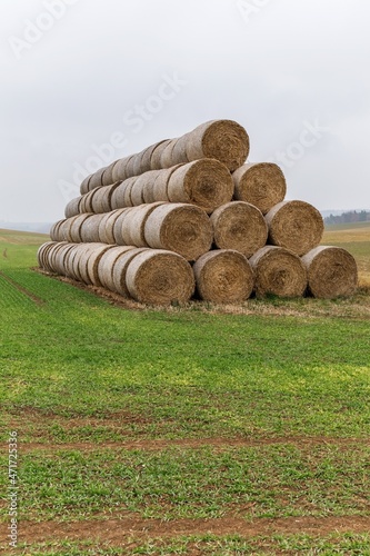 Group of rolled straw bales stacked in a pyramid form pile outdoors in the Czech Republic. Cattle feed. Autumn foggy day.