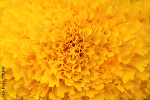 Details Yellow marigolds flower macro photography. Delicate texture  high contrast and intricate floral patterns. Floral head in the center of the frame  flower center