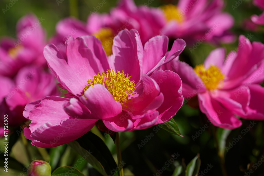 Peony Dancing Butterfly - Fen Yu Nu in bloom in spring time Peony Dancing Butterfly - Fen Yu Nu in bloom in spring time