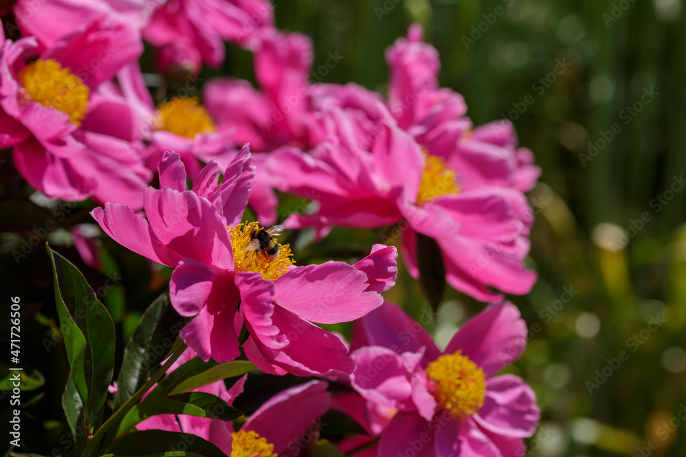 Peony Dancing Butterfly in bloom. Beautiful pink flowers of peony Dancing Butterfly