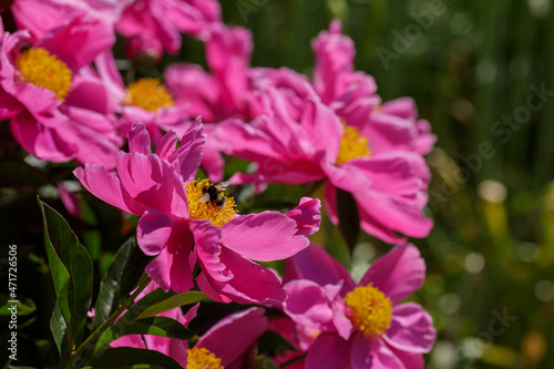 Peony Dancing Butterfly in bloom. Beautiful pink flowers of peony Dancing Butterfly © Flower_Garden