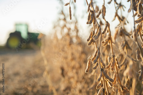 Soybeans in close-up photo