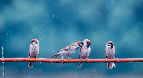 group of birds sparrows sitting in a summer garden in the rain
