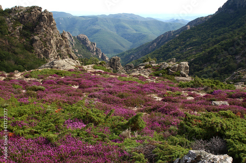 The Caroux plateau, near the Colombières gorges (Hérault, Haut Languedoc, France), covered in heather in July. photo