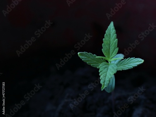 small cannabis sprout in the stage of the first true leaves top view against a background of dark soil, indoor cultivation of cannabis from seed, cannabis seedling and copy space