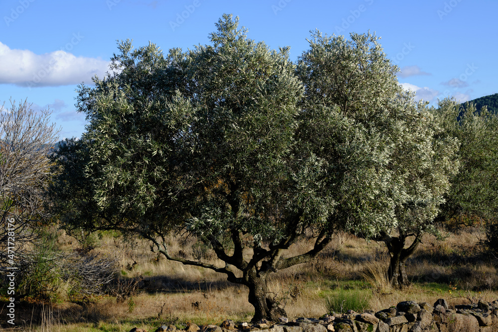 View of olive tree orchard