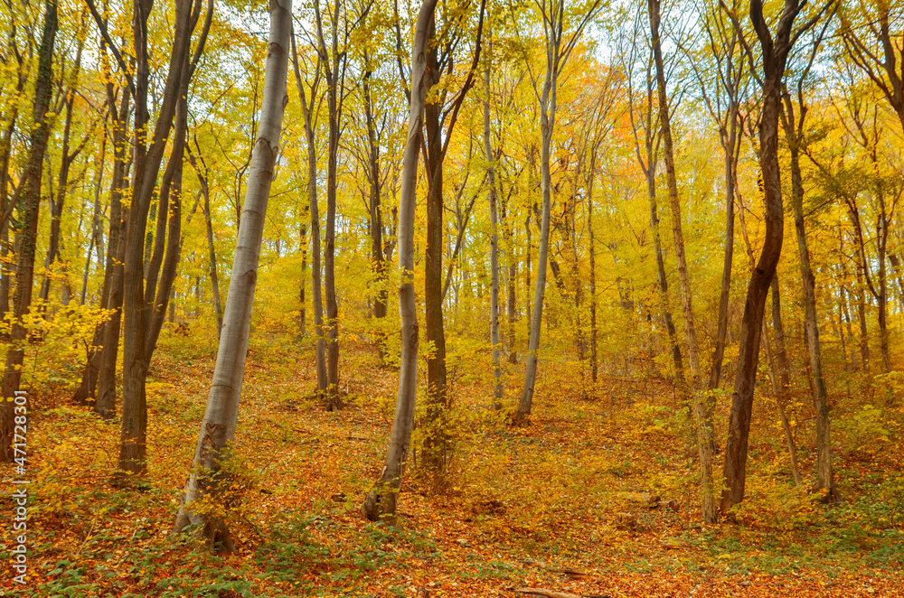 Trees and leaves in autumn forest