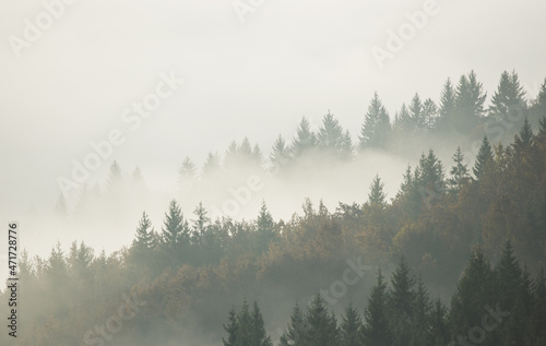 Forest in the morning mist on mountain. Autumn scene