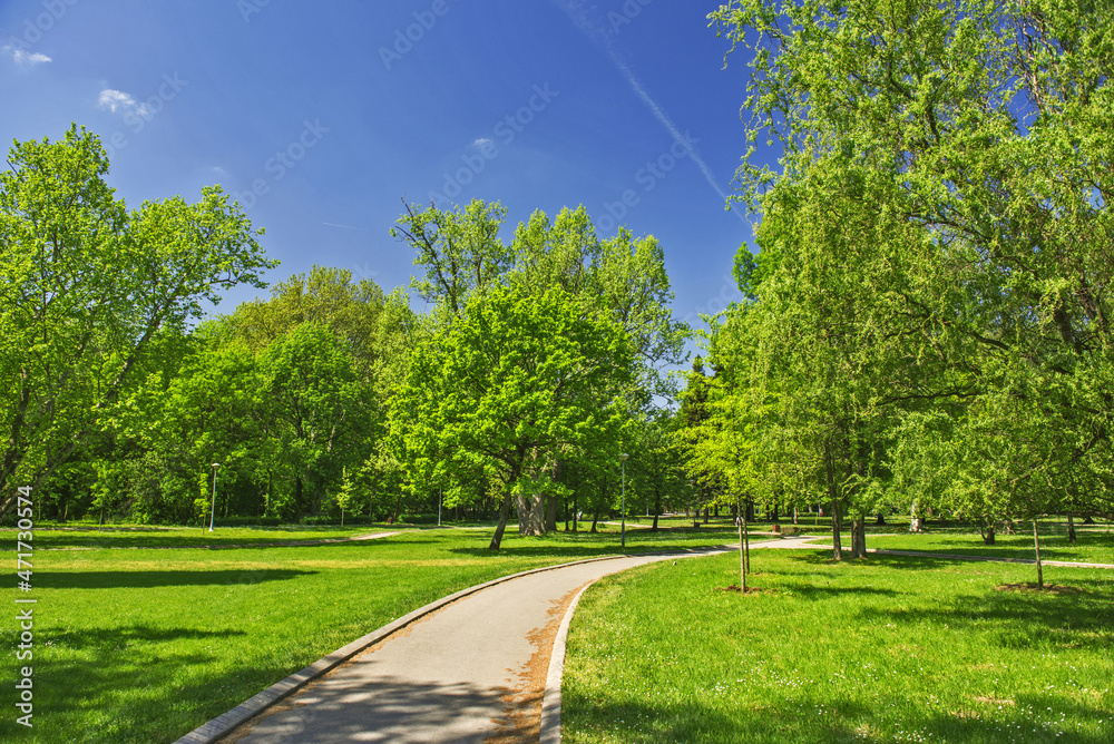 Meadow and forest in the park in the spring