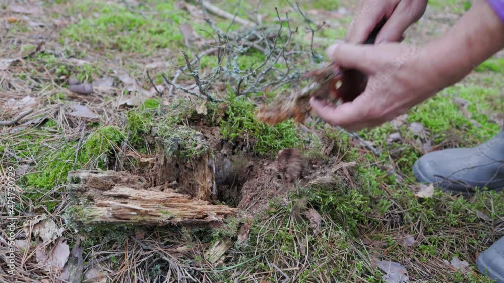 hands of an old lady picking a mushroom from a rotten trunk in a Polish forest hands of an old lady picking a mushroom from a rotten trunk in a Polish forest