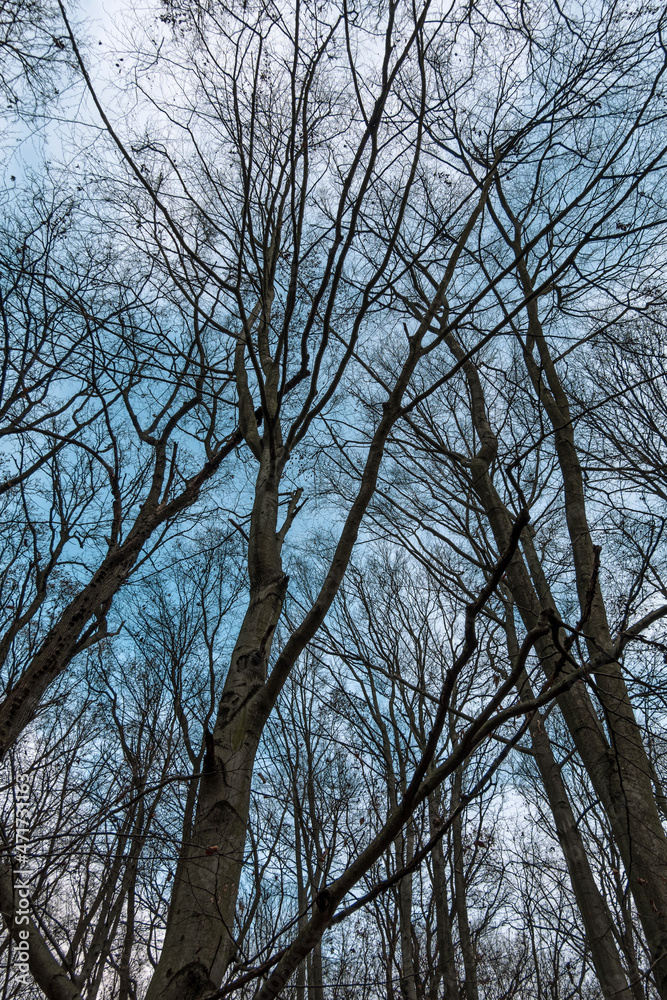 Leafless Winter Trees. Black and White Picture. View From Below in to the Leafless Tree Crowns. Winter Landscape Without People. Sunny Weather with Blue Sky. Black Trees From Worm's Eye View. Leafless Winter Trees. Black and White Picture. View From Below in to the Leafless Tree Crowns. Winter Landscape Without People. Sunny Weather with Blue Sky. Black Trees From Worm's Eye View.