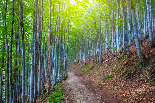 slender beech forest o mount slope, beautiful natural background