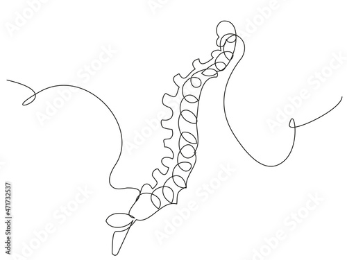 Human spine in one line on a white background. Simple illustration with back bones. The concept of health, strength, musculoskeletal system, spinal discs, diseases, scoliosis.