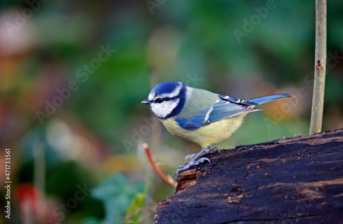 Blue tit perched in a tree in the woods