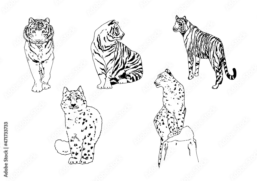 white tiger, snow leopard print watercolor clipart, leopard