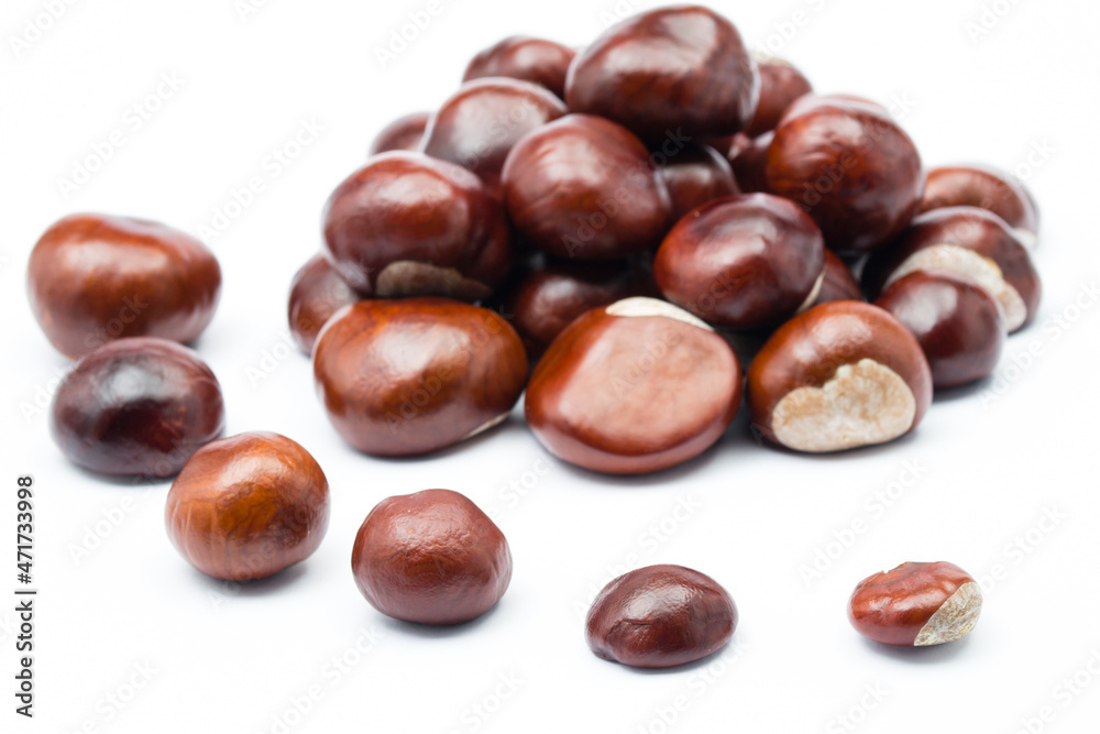 chesnut and isolated white background chesnut and isolated white background