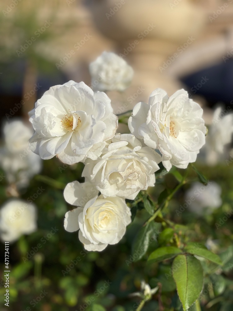 white rose bush in full bloom 
