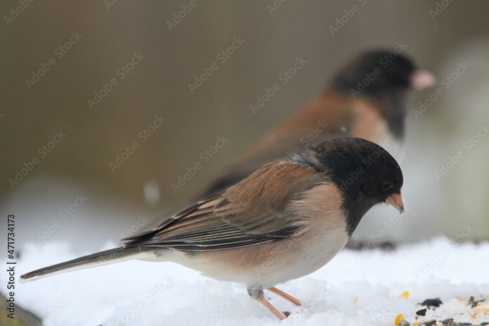Obraz premium Dark-eyed Juncos