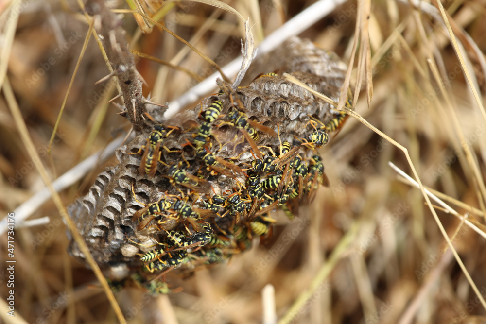 Hornets Nest III Hornets Nest III