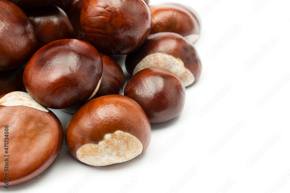 chesnut and isolated white background chesnut and isolated white background