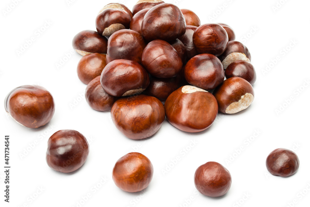 chesnut and isolated white background chesnut and isolated white background