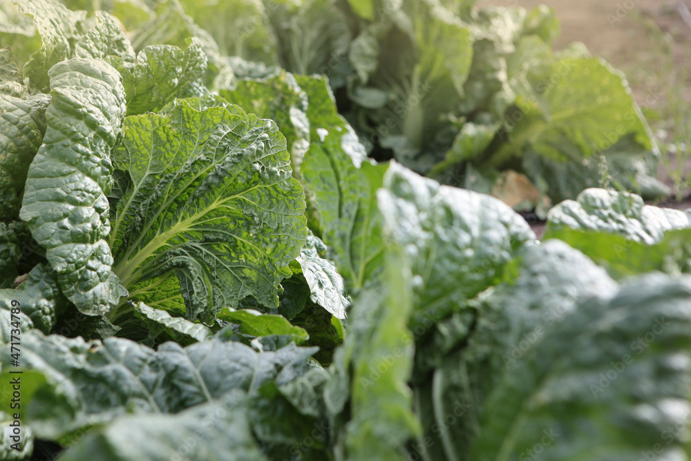 Peking cabbage harvesting season. Peking cabbage in the garden. Textured cabbage leaves. The season of picking vegetables. Agricultural industry. Concept of farming and growing vegetables. Peking cabbage harvesting season. Peking cabbage in the garden. Textured cabbage leaves. The season of picking vegetables. Agricultural industry. Concept of farming and growing vegetables.
