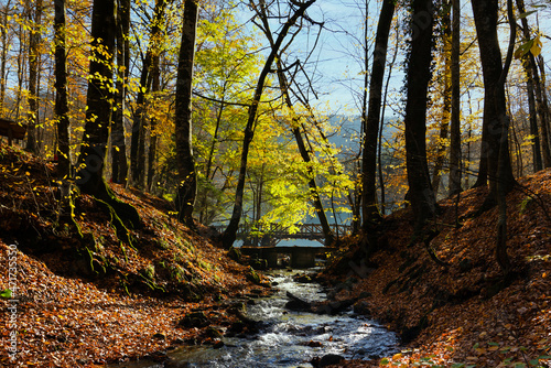 Fall season in Sevenlakes national park  Yedigoller milli parki   Bolu  Turkey