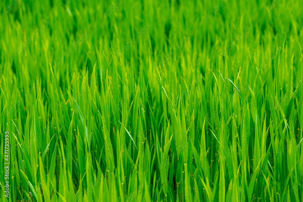 Texture of young green spring grass, background with grass. Grass in the meadow Texture of young green spring grass, background with grass. Grass in the meadow