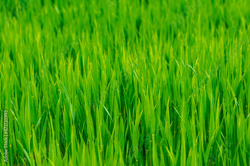 Texture of young green spring grass, background with grass. Grass in the meadow