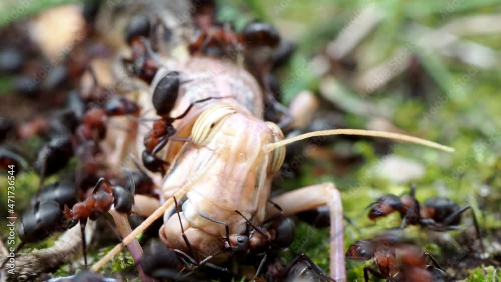 rote waldameisen fressen eine heuschrecke: nahaufnahmen, mehrere szenen, formica polyctena