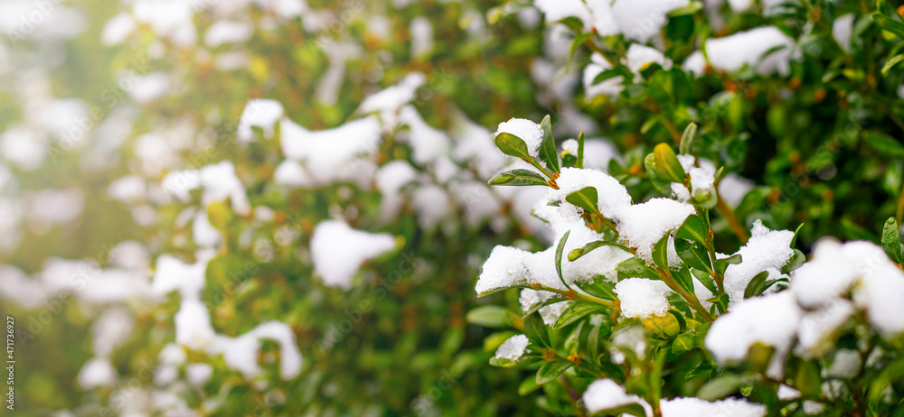 Snow-covered boxwood bush with green leaves, boxwood in winter Snow-covered boxwood bush with green leaves, boxwood in winter