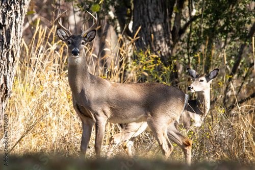 Fototapeta Naklejka Na Ścianę i Meble -  Male Deer in Llano River in Llano, Texas.