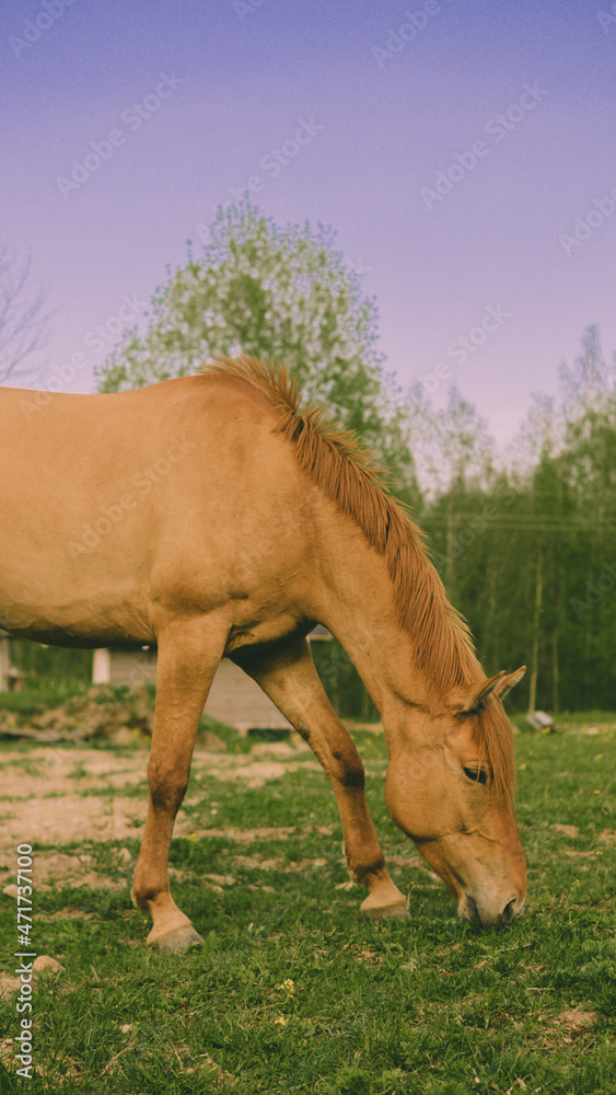 Fototapeta premium Brown horse in the field calmly eats grass