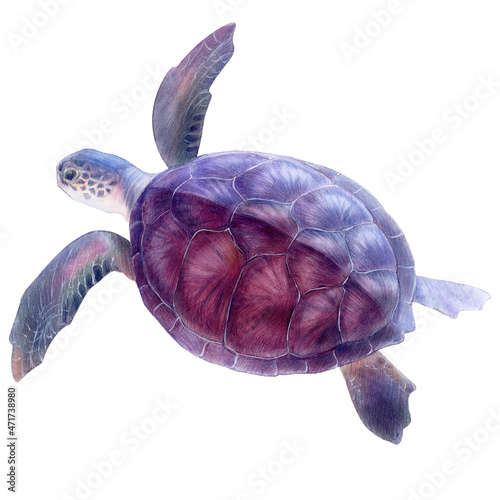 Sea turtle, mixed media illustration on white background