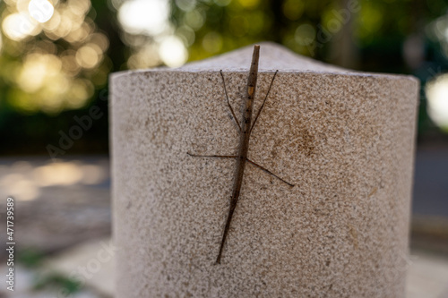 Patyczak, owad z rzędu straszyków na wolności, siedzi na betonowym słupku drogowym.