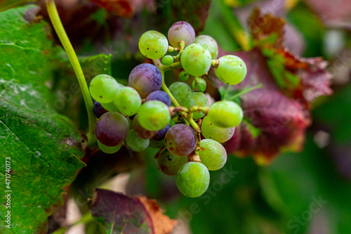 Winorośl, zbliżenie na winogrona.