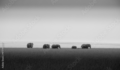Elephants, Masai Mara