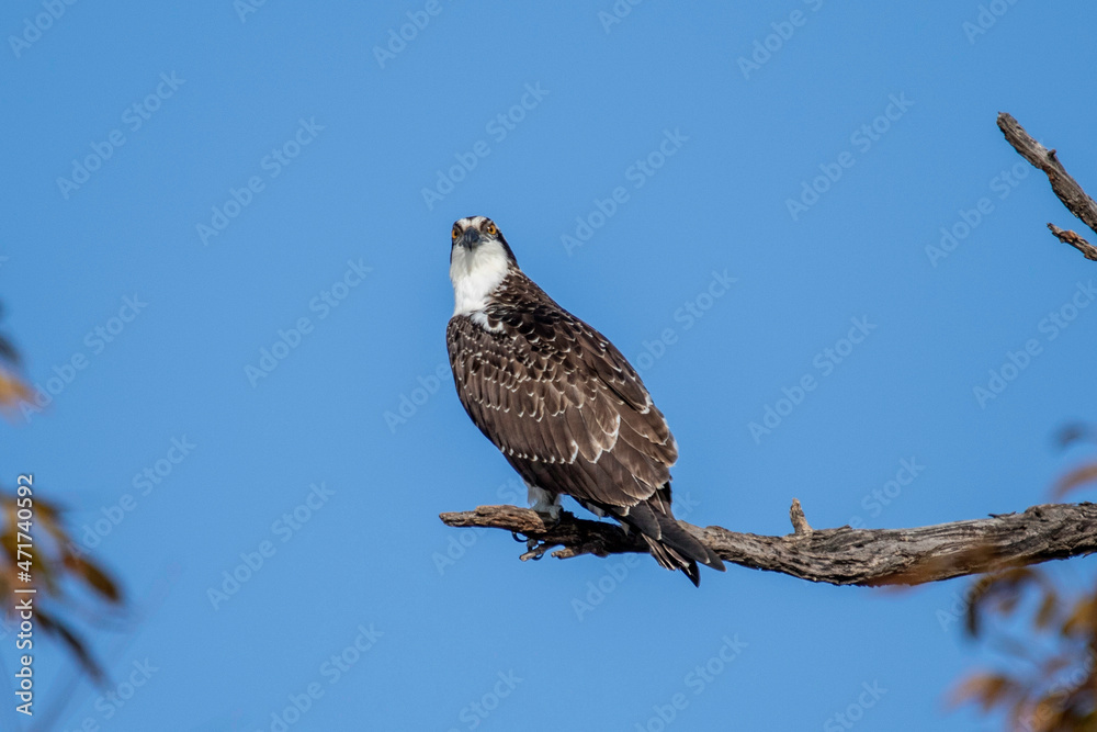Osprey fishing near Llano River. Llano, Texas