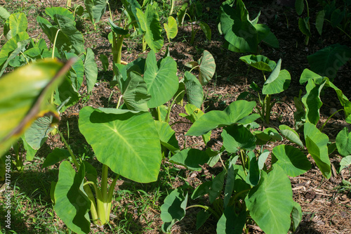 Patch of kalo, taro root, which is the main component of poi, a traditional Hawaiian food growing in a community garden plot on Oahu, Hawaii. photo