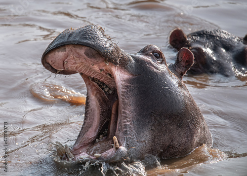 Hippo in the Mara river, Kenya 