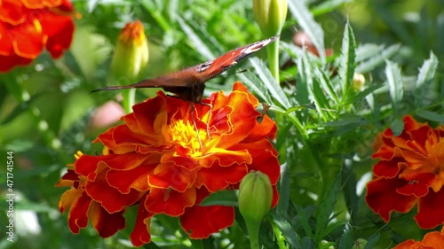 Butterfly and blooming flower. Elegant flying incest with pattern on wings gathers pollen from marigold with green leaves close view photo