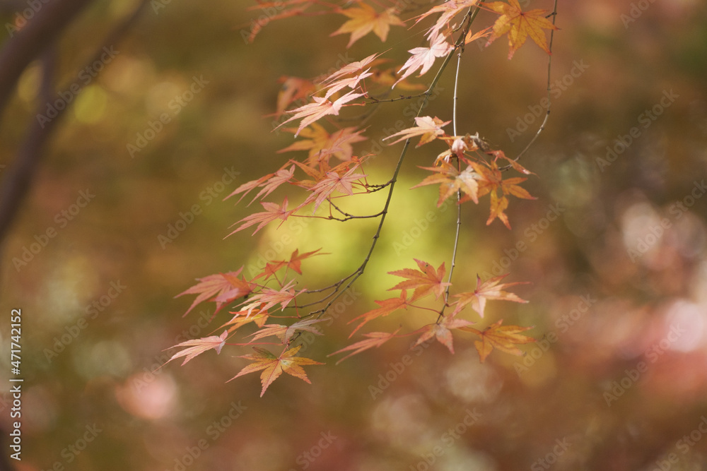 六甲山系晩秋の紅葉。落ち着いたトーンで彩度を落として背景をぼかしして撮影