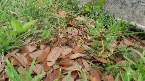 Blue Jay Eats Mole Cricket