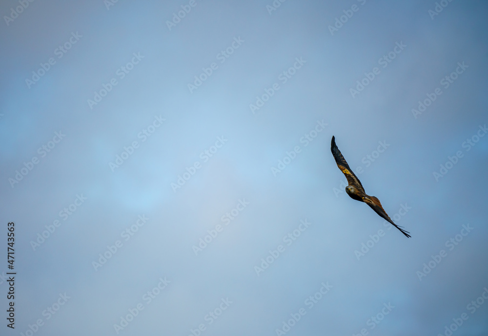 front profile of a red kite (Milvus milvus) soaring with outstretched wings in a winter sky