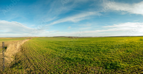 Panorama of winter wheat crops. Natural green color.