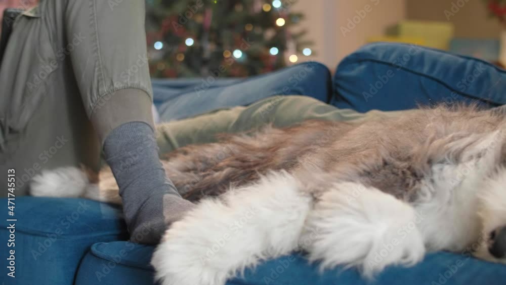Man is sitting on the couch in living room with Christmas decorations, petting his dog and working on tablet.