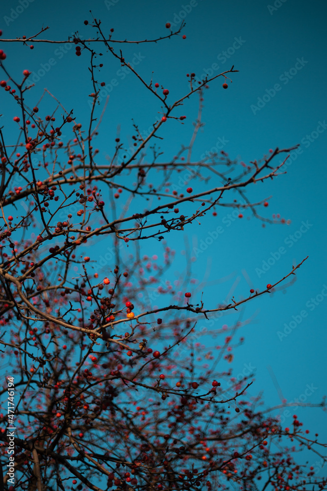 tree branches with berries on it tree branches with berries on it