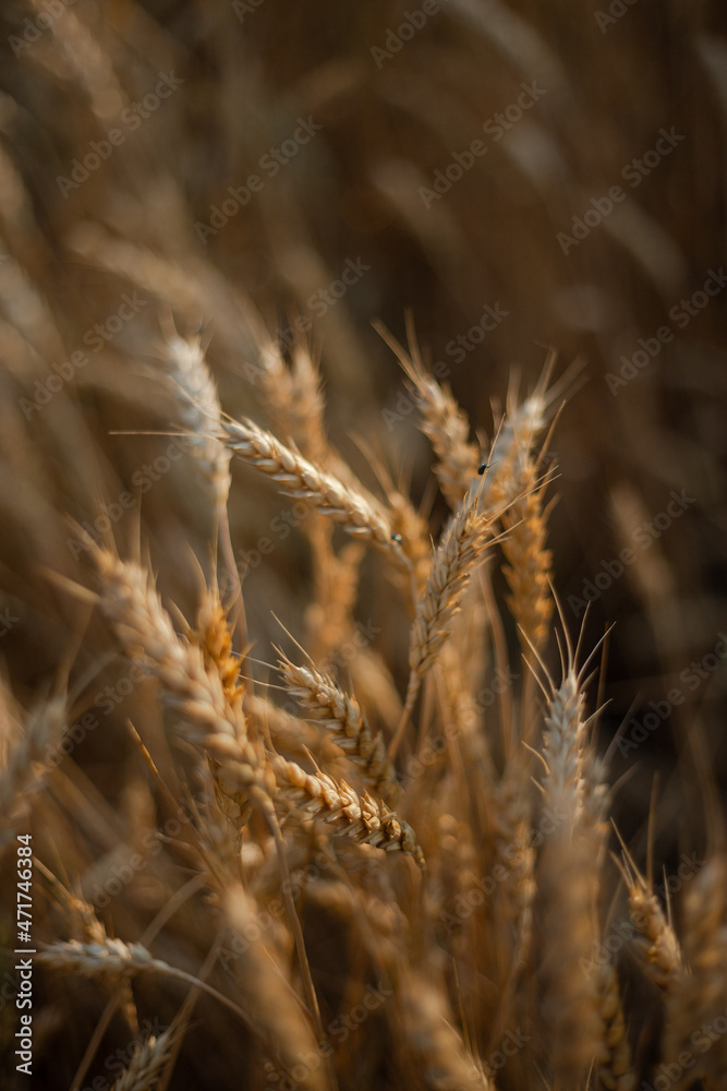 Fototapeta premium golden wheat field in summer