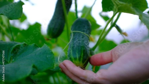 Close-up of a woman's hand shows a cucumber on a cucumber vine in a greenhouse. High-quality HD footage with fresh cucumber in hand. Harvesting organic vegetables. Cucumber's show
