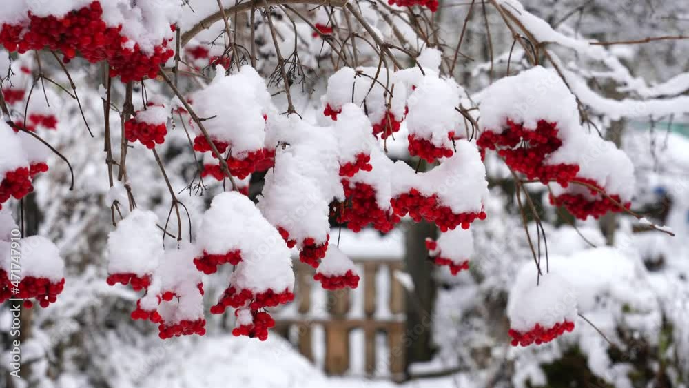 A red mountain ash with a cap of white snow hangs on a branch and swings in the wind on a winter morning A red mountain ash with a cap of white snow hangs on a branch and swings in the wind on a winter morning